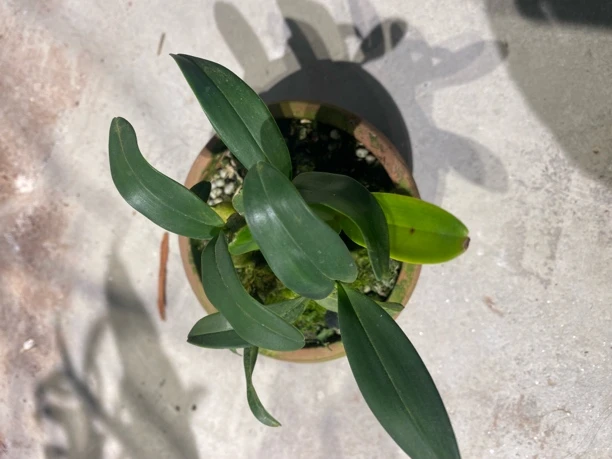 栗斑鼓槌鼓槌石斛盆景兰花盆栽石斛兰盆栽石斛兰，花期3到5月分