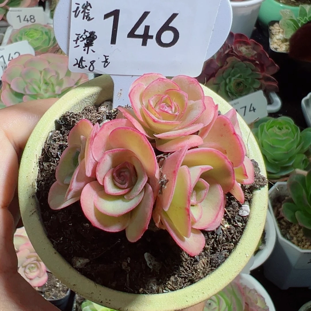 146璀璨花团锦簇款