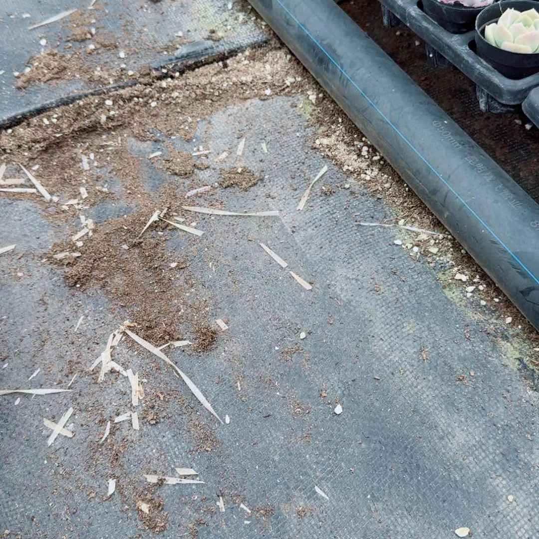 豆****记珍妮种子五十粒一份量拍