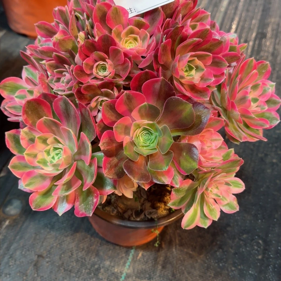 芳*5385多肉粉女巫多肉