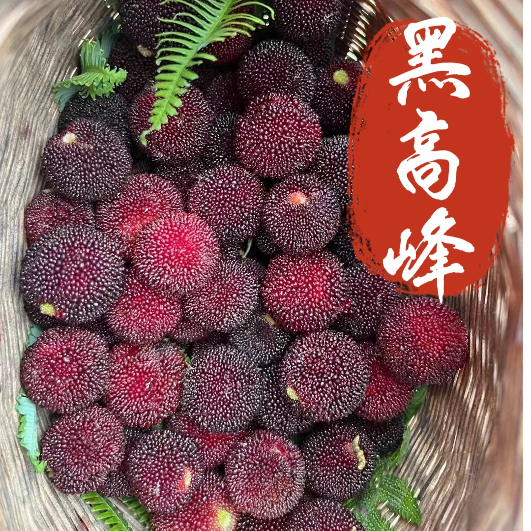 杨梅树苗东魁黑炭嫁接苗直播南方地栽盆栽庭院种植当年结果树