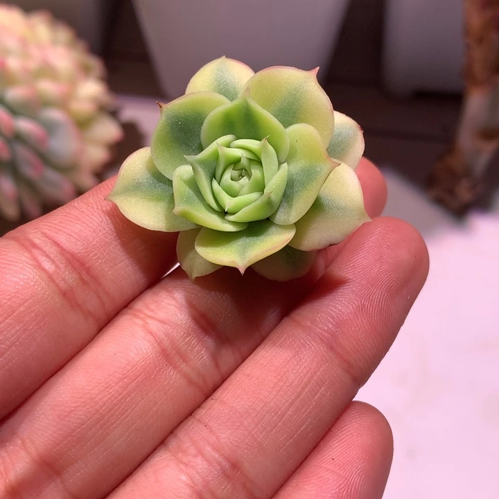 奥罗锦锦腹轮锦锦锦