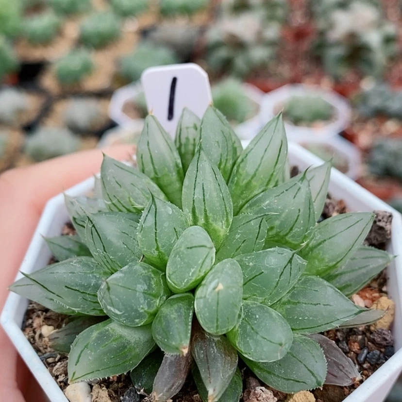 【闪购商品】1西亚基