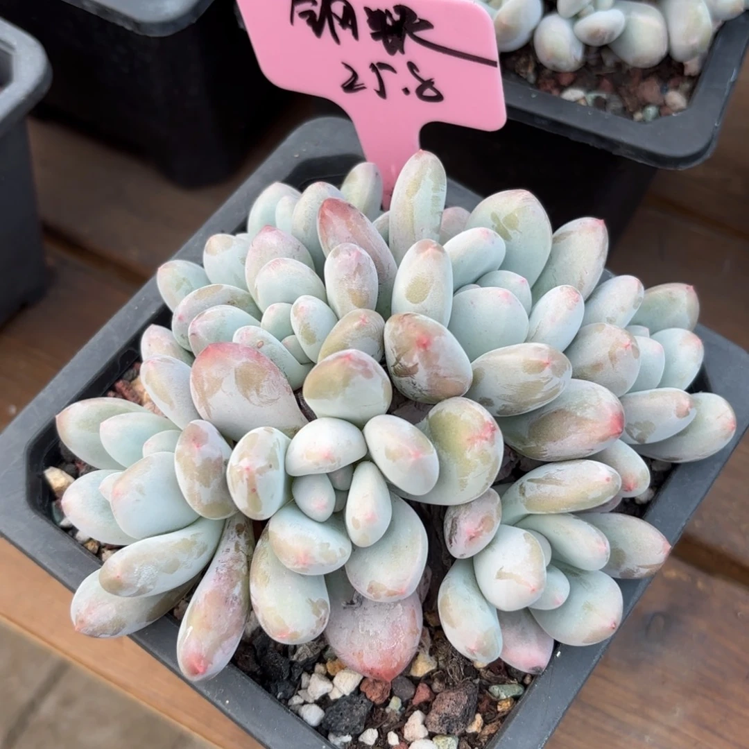 无花朵111111111111111