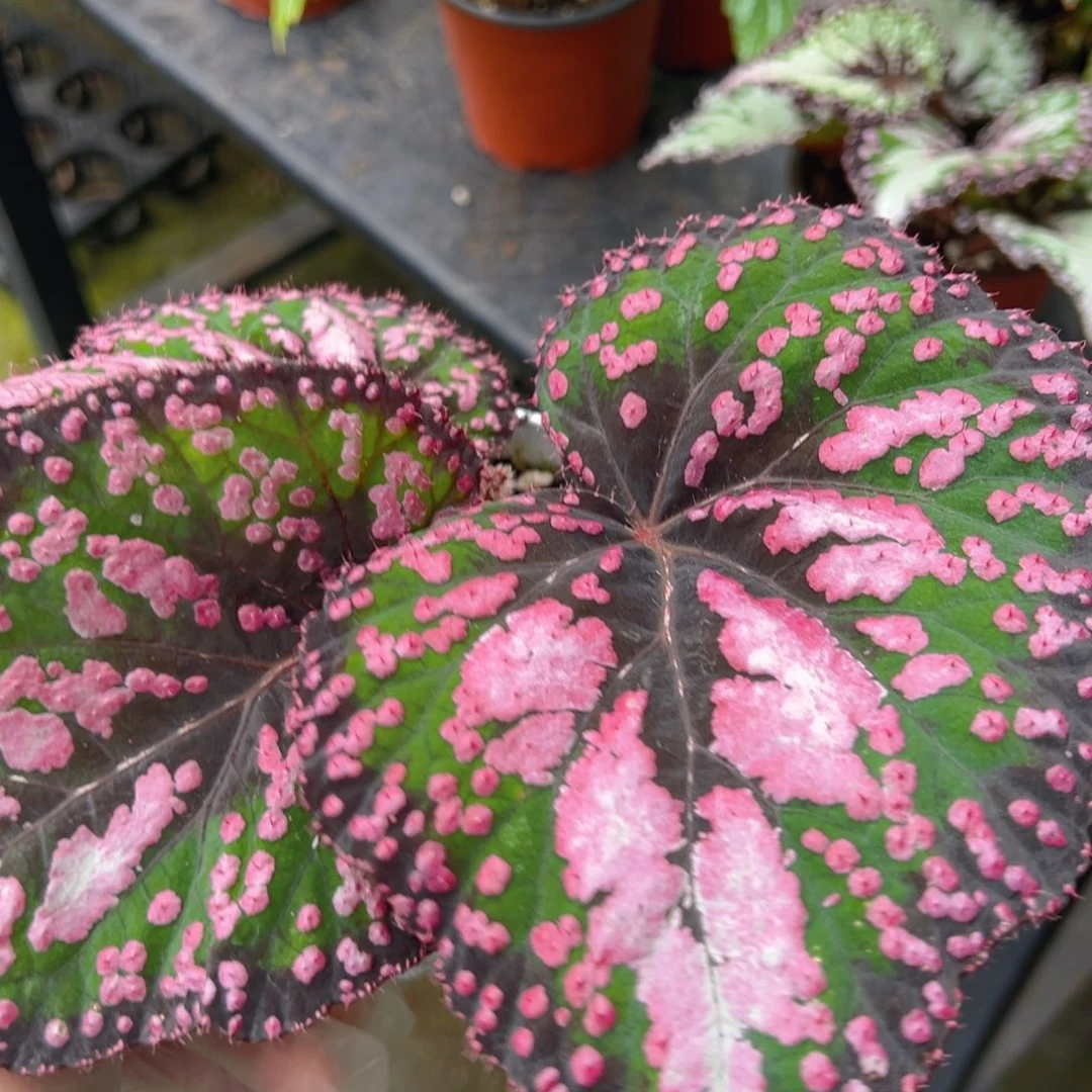 无花朵M豆福利秋海棠
