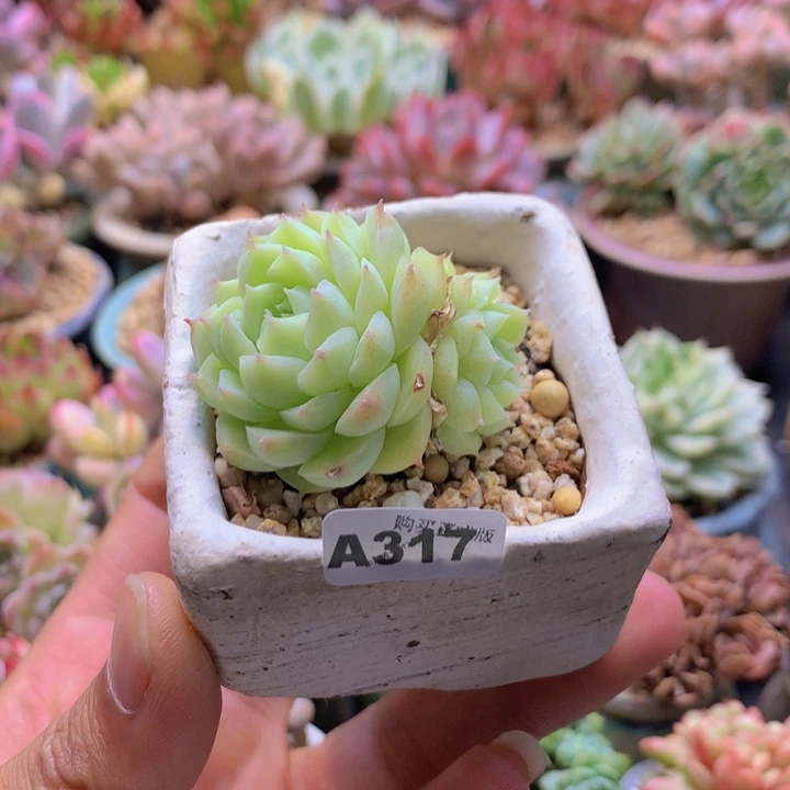 一物一拍含盆土满38包邮A317