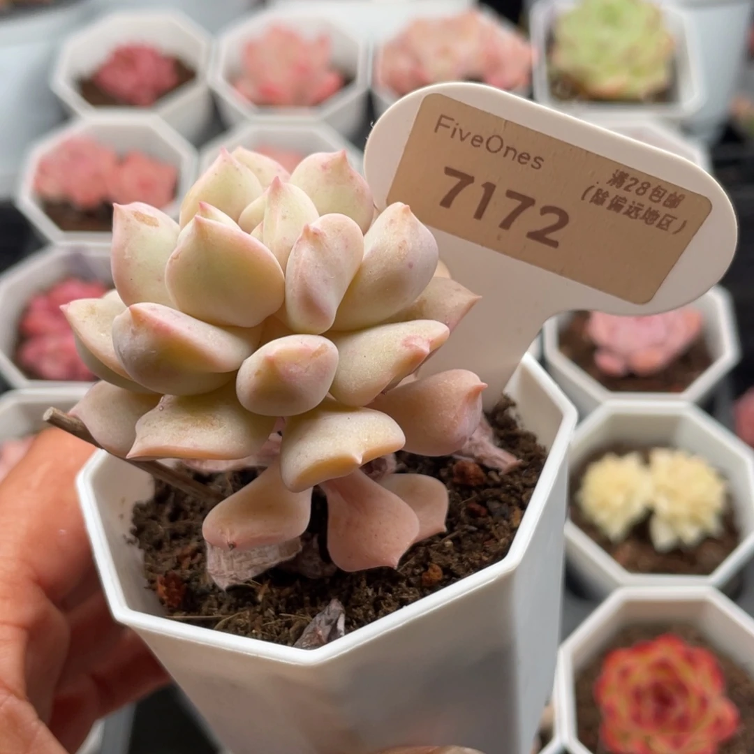超奶7172-5.5厘米