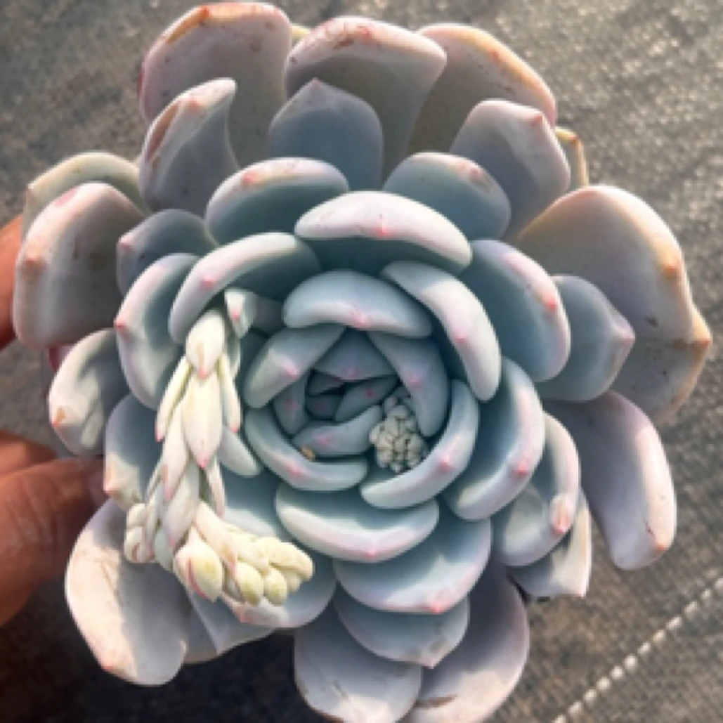 满18包邮 超大橙梦露 多肉植物