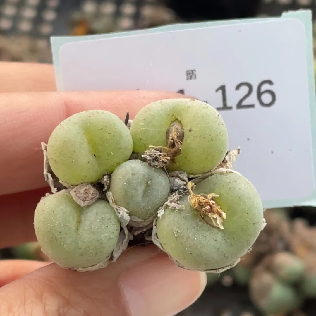 11-126空卡佛多肉植物