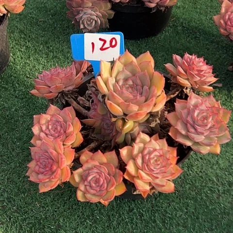 120玛格带盆一个多肉