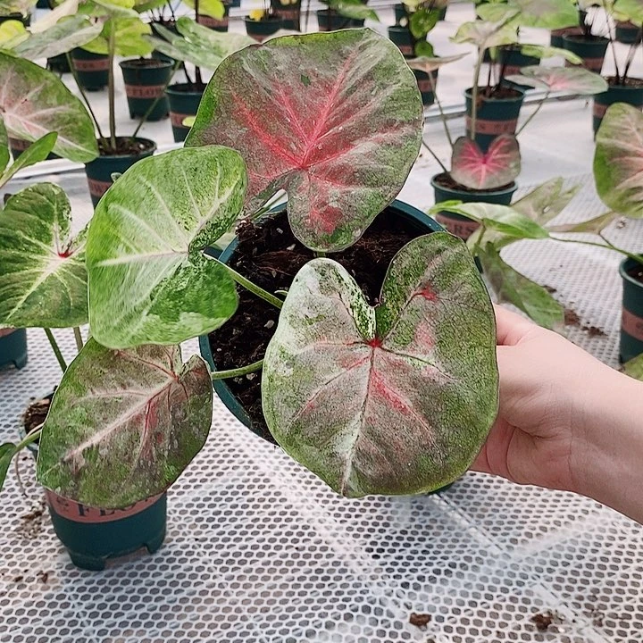 完全开放07—-0724