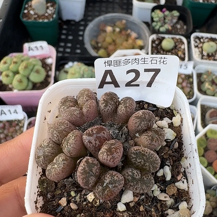 27多肉植物多肉植物