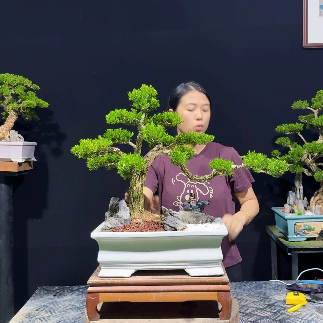 无花朵广东黄杨四季如春