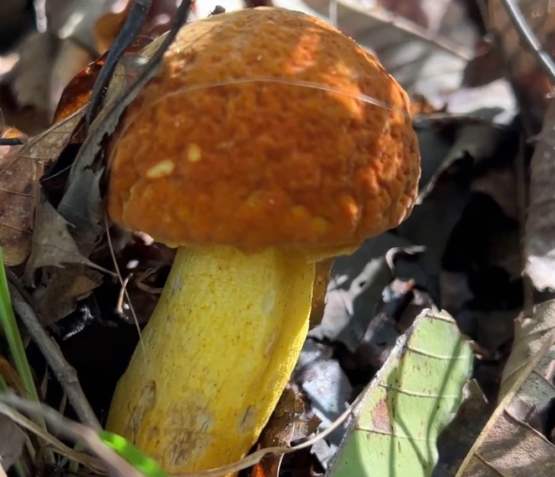 云南野生菌黄牛肝菌黄赖头菌
