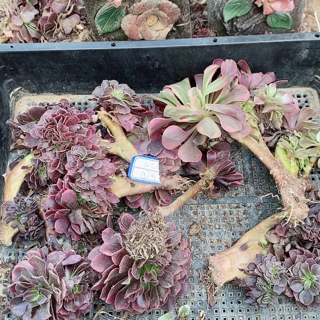 组合一组30块3号车拍
