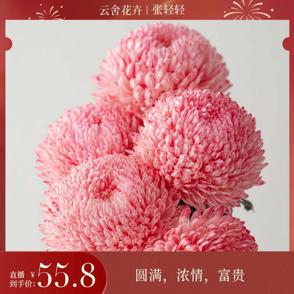 【张轻轻专属】 高品质牡丹菊鲜切花雍容华贵大气花材花期久花头大