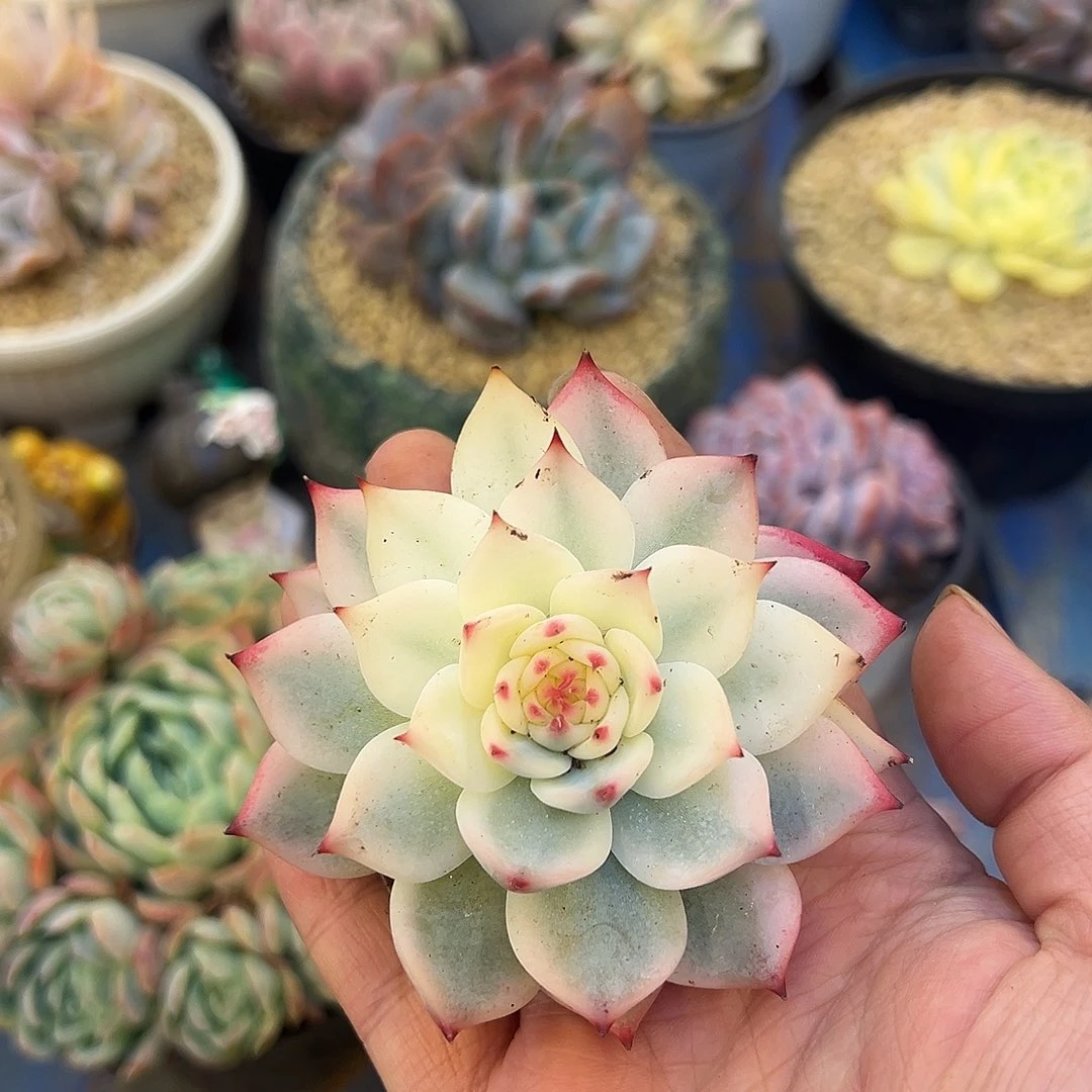 吉娃娃锦，，，，，，，，，，，，，