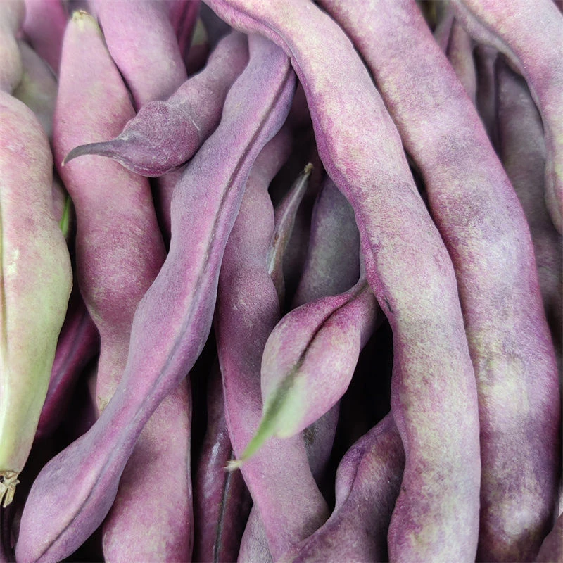 四川本地农家大紫袍四季豆芸豆新鲜蔬菜当季新鲜现摘紫角豆5斤