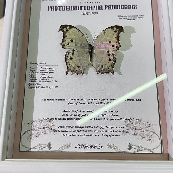 皮***蛋绿贝炬蛱蝶蝴蝶标本专拍