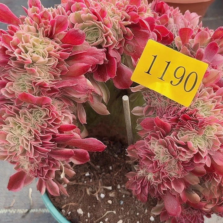 多肉植物福利1190