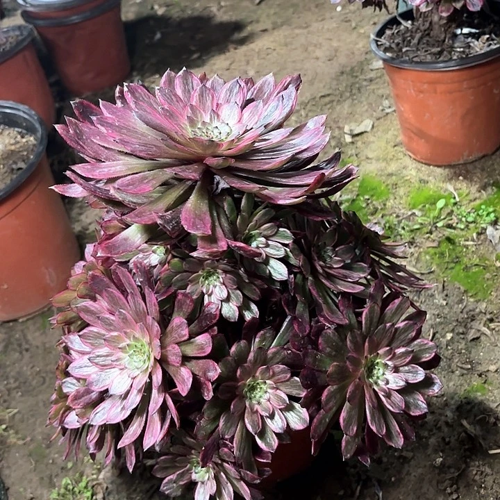 多肉植物法师紫霞仙子82