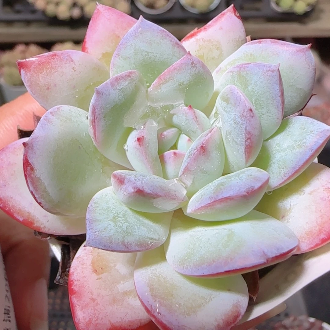 花语逸镜1022-132荷花