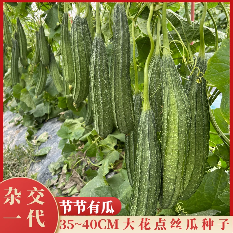 35到40公分耐热大花点丝瓜耐病毒节节有瓜