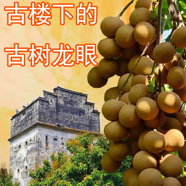 广东百年老树石硖龙眼新鲜现摘现发当季脆甜水果