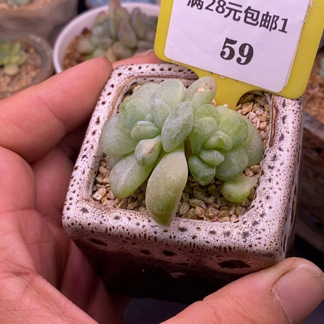 159冰玉石化双福利……