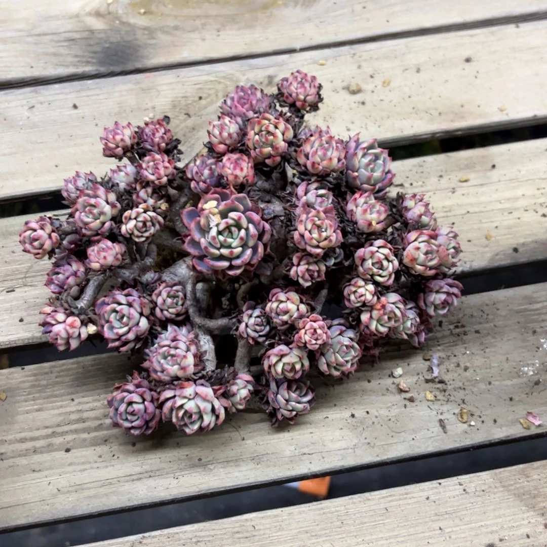 佐*梨娜娜小沟58 零零多肉植物