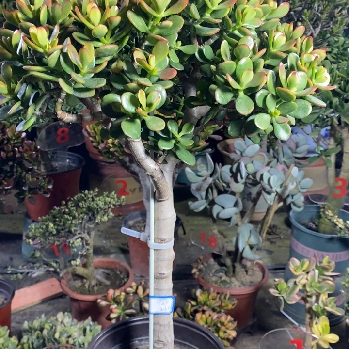 糖果姬红一物一拍