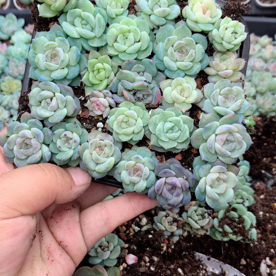 子***华无花朵Z141英语英语