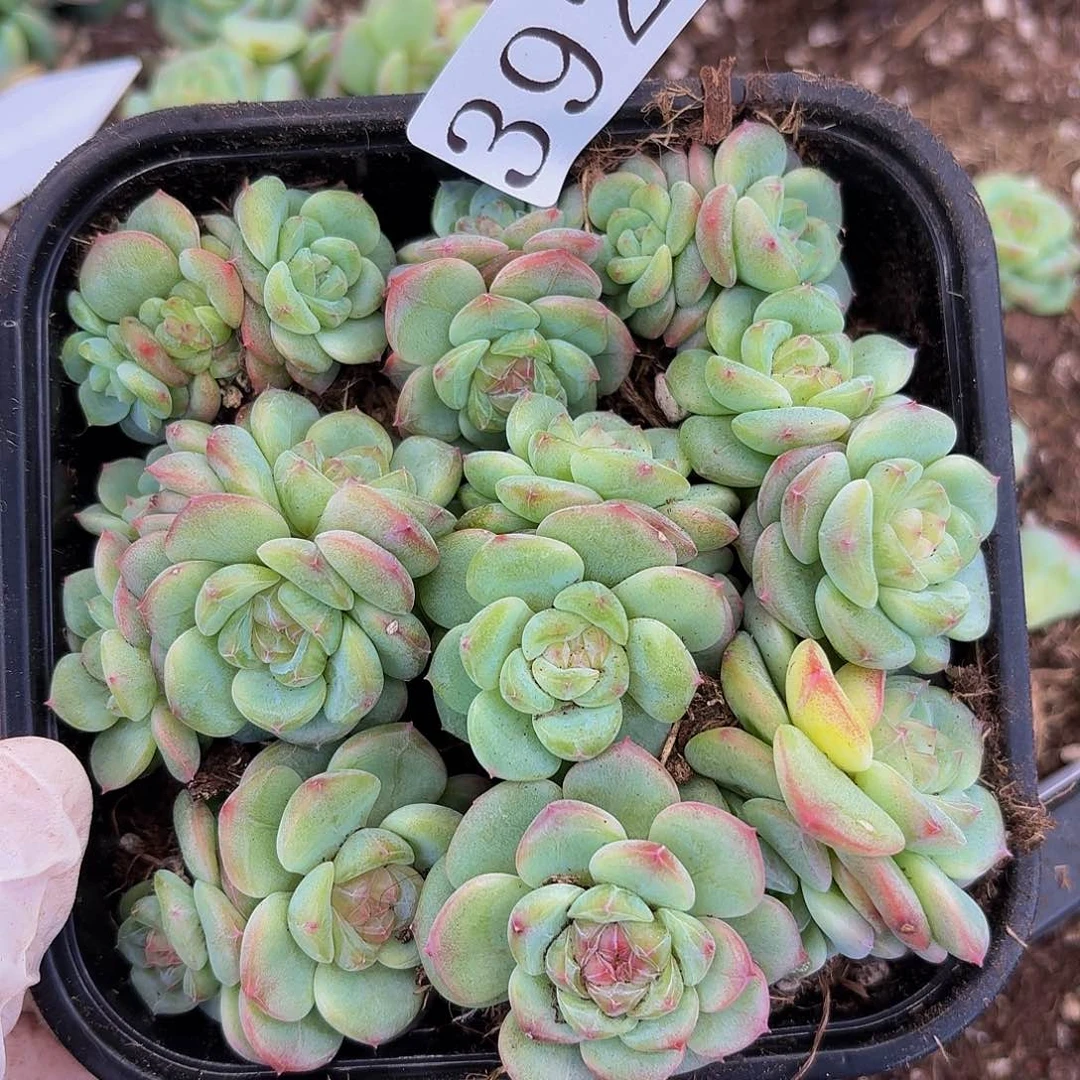 多肉植物多肉植物392
