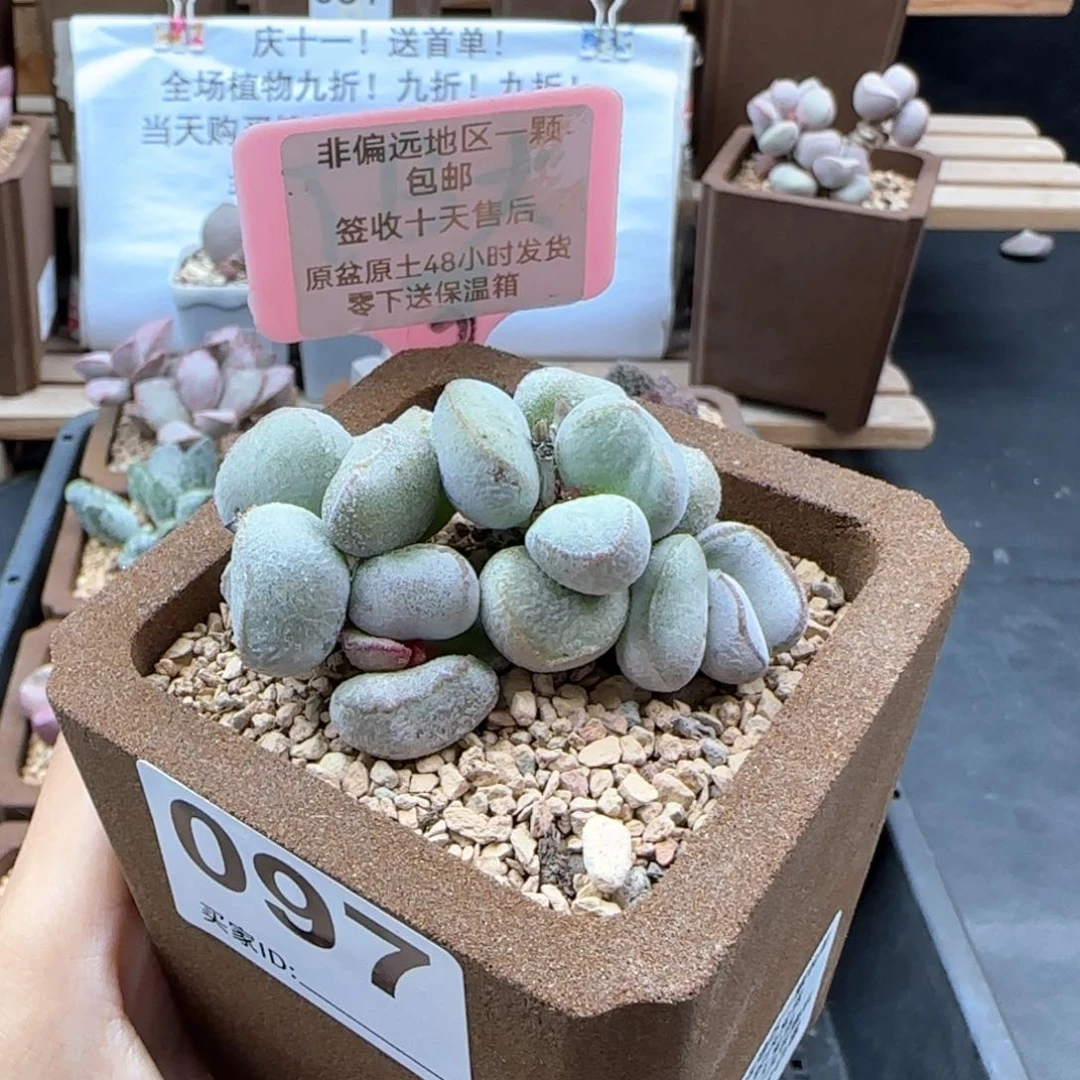 097硬叶白蛋多肉