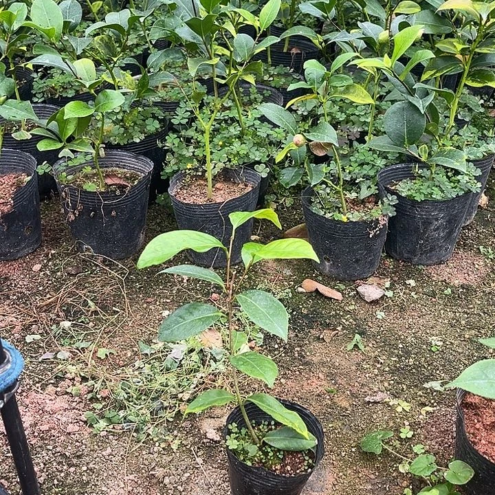 当前无花栽培后可以开花新世纪