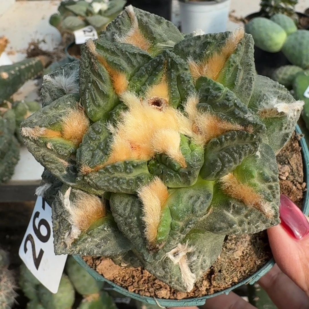 【闪购商品】无花朵九公分大尤志贺龟甲261