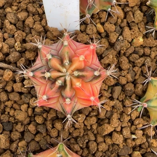 187-0121泰国发货多肉