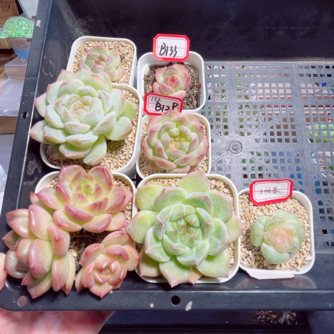 小***哒B133一物一拍 打包6补1