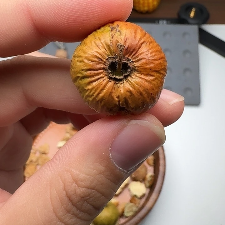 吊坠凤眼菩提多星青皮