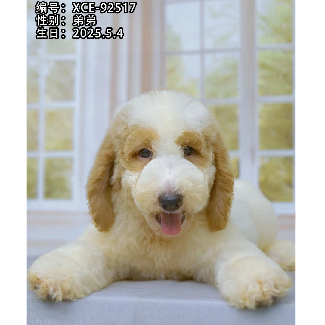幼犬芯片号XCE-92517【红白花巨型贵宾犬】家庭陪伴犬性格温顺纯种