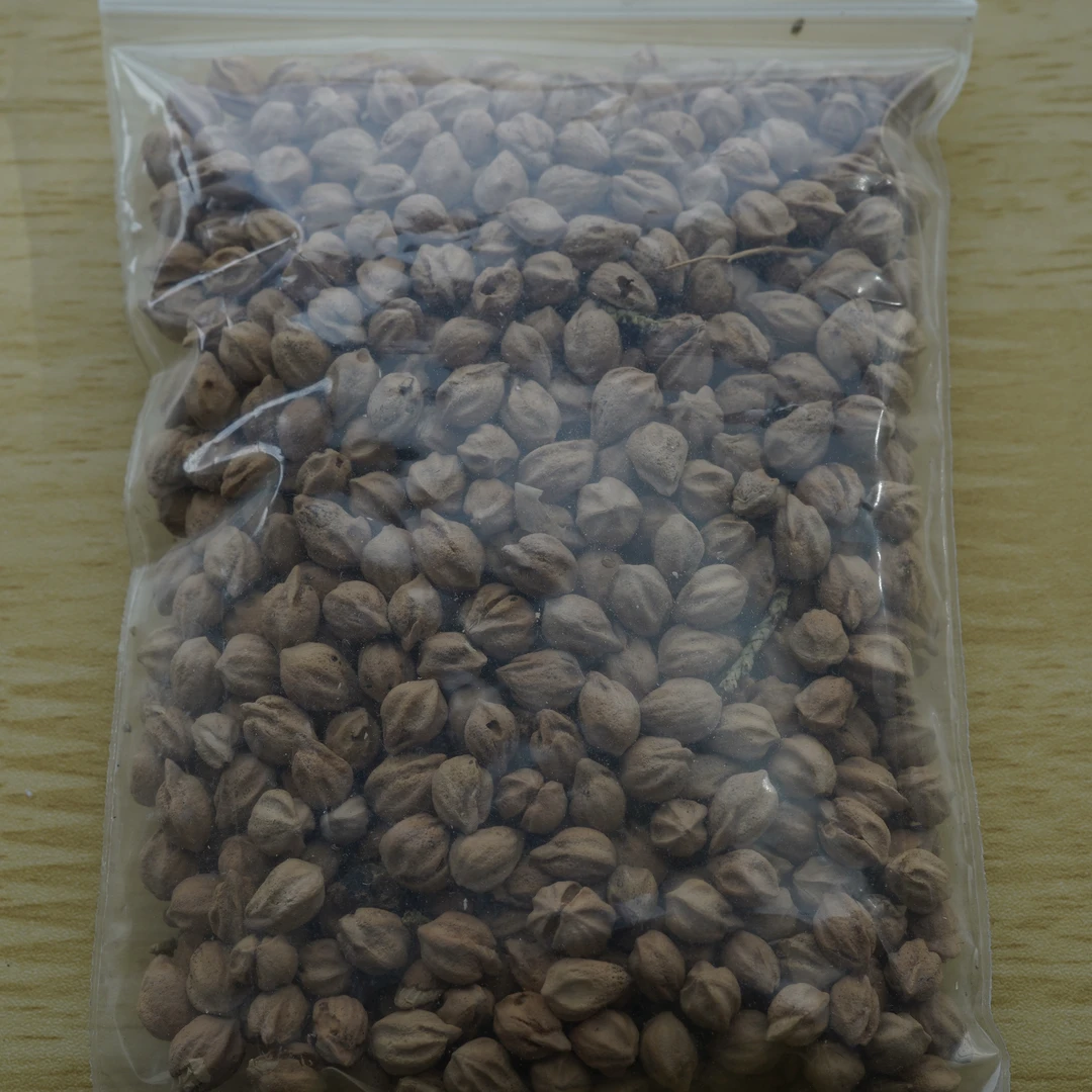 热振柏香籽原料200克