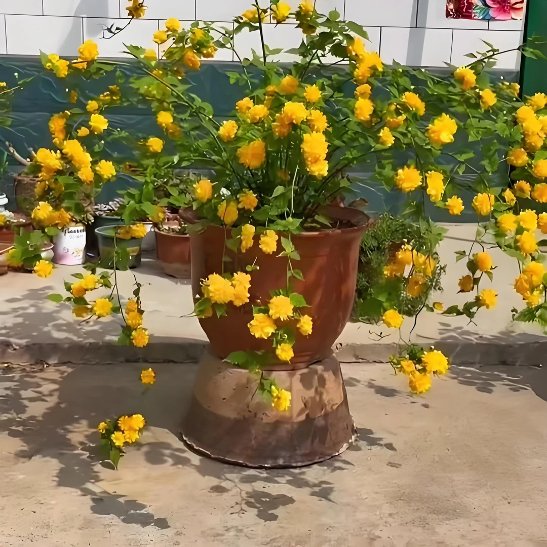 棣棠花重瓣耐荫爬藤花卉植物三季开花多花盆栽耐寒开花金灿棣棠花