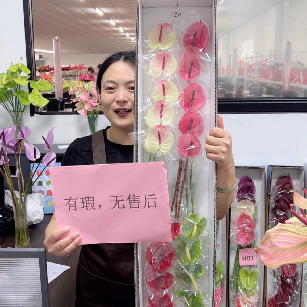 完全开放红掌鲜切花混色20枝装120