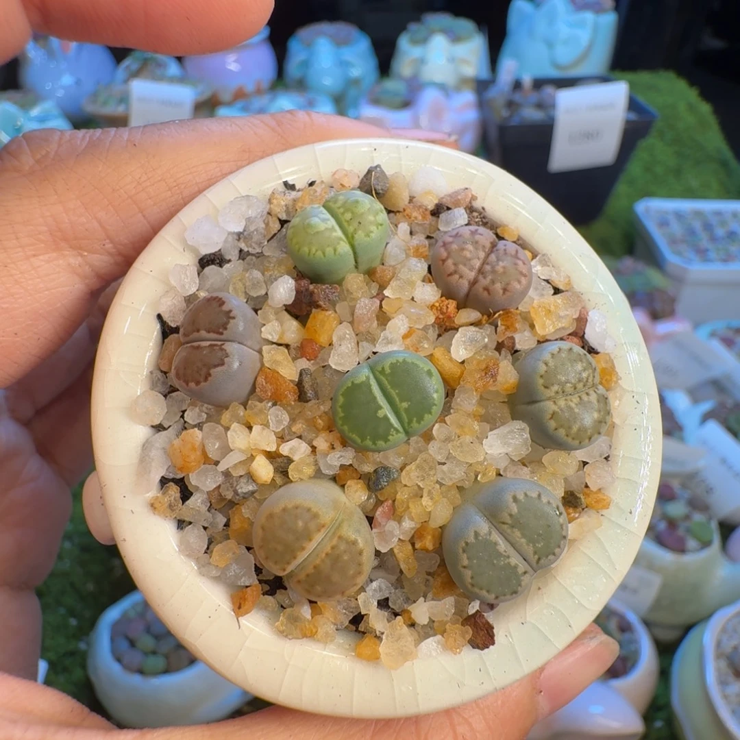 多肉植物福利冲1223