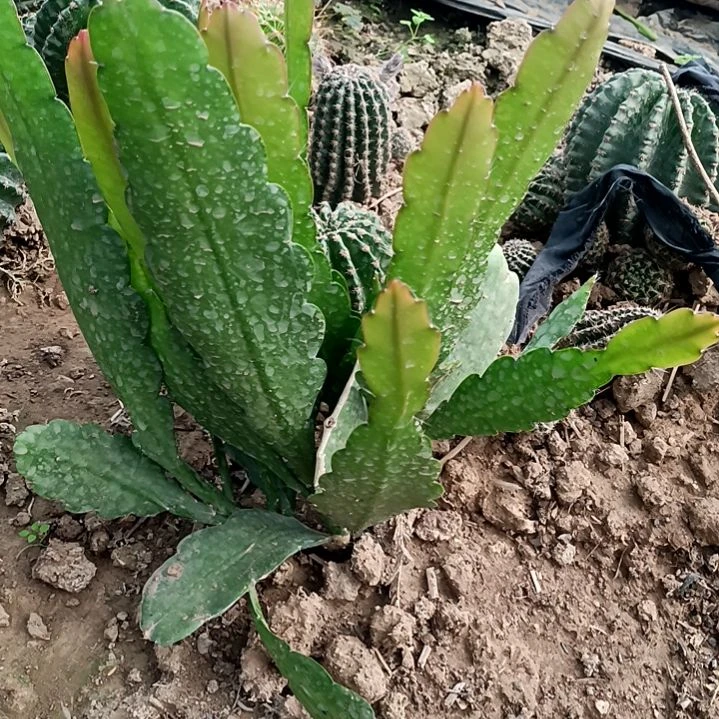 完全开放阳**暖令箭何花马戏团