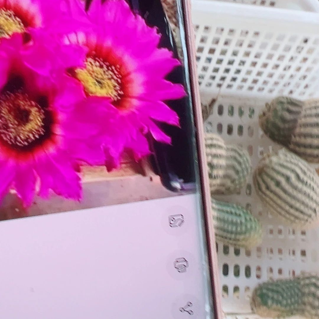 泰迪熊侧芽000000