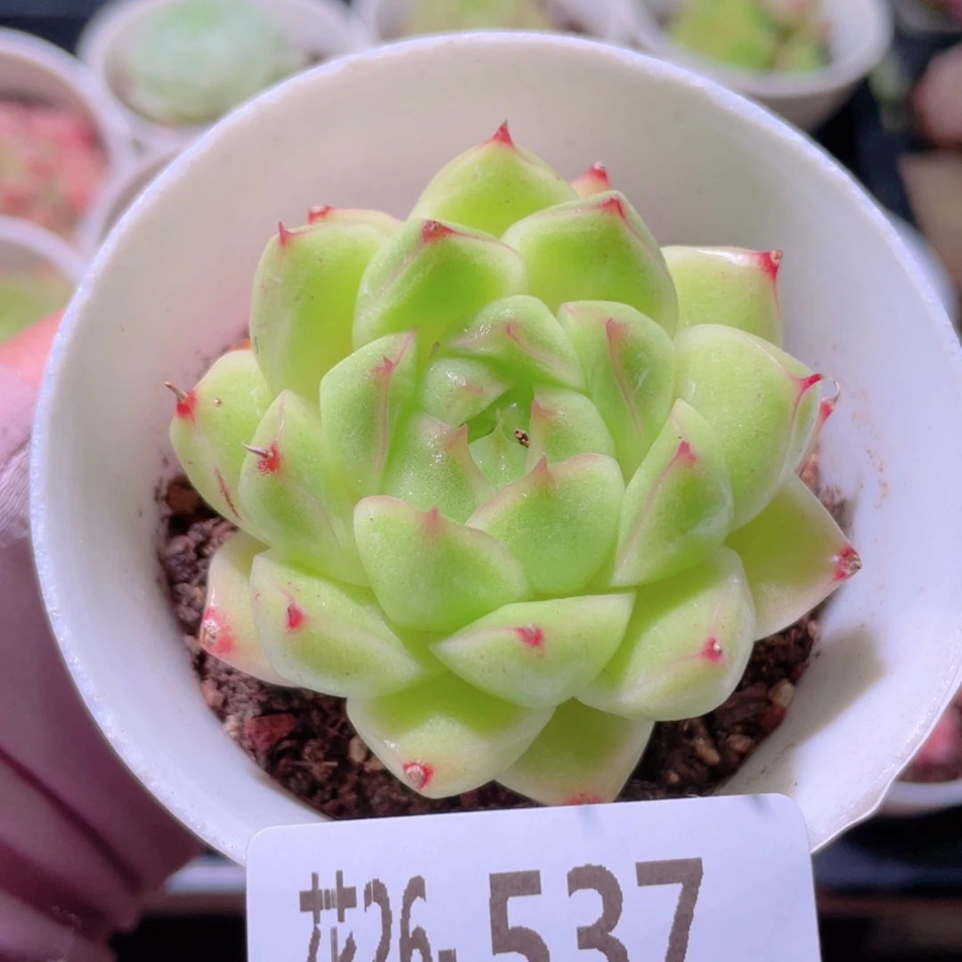 花利美26-537麦秆