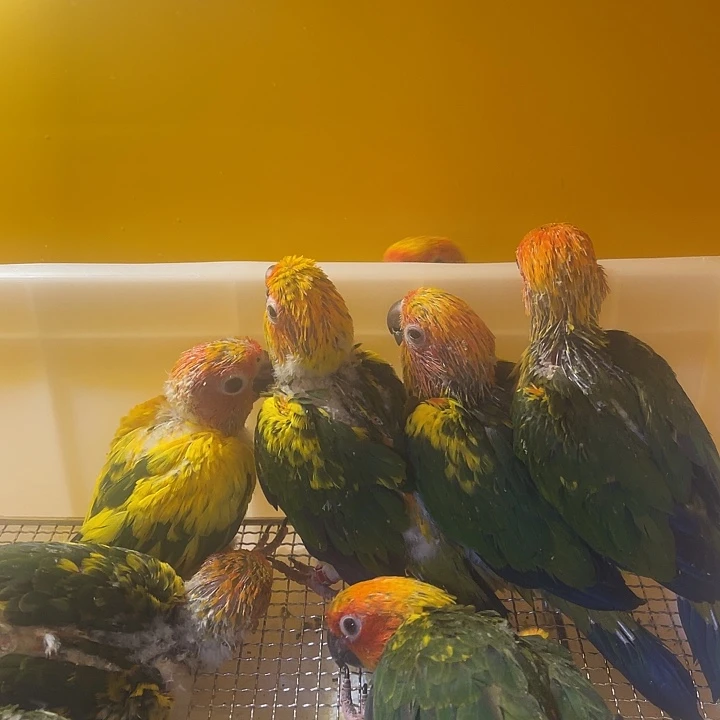 玄凤鹦鹉/鸡尾鹦鹉