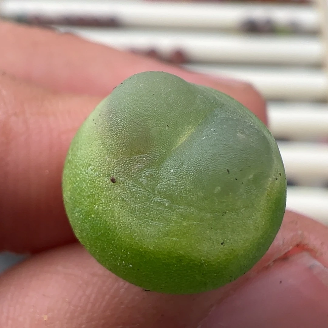 1.4好看的多肉脱土发货356