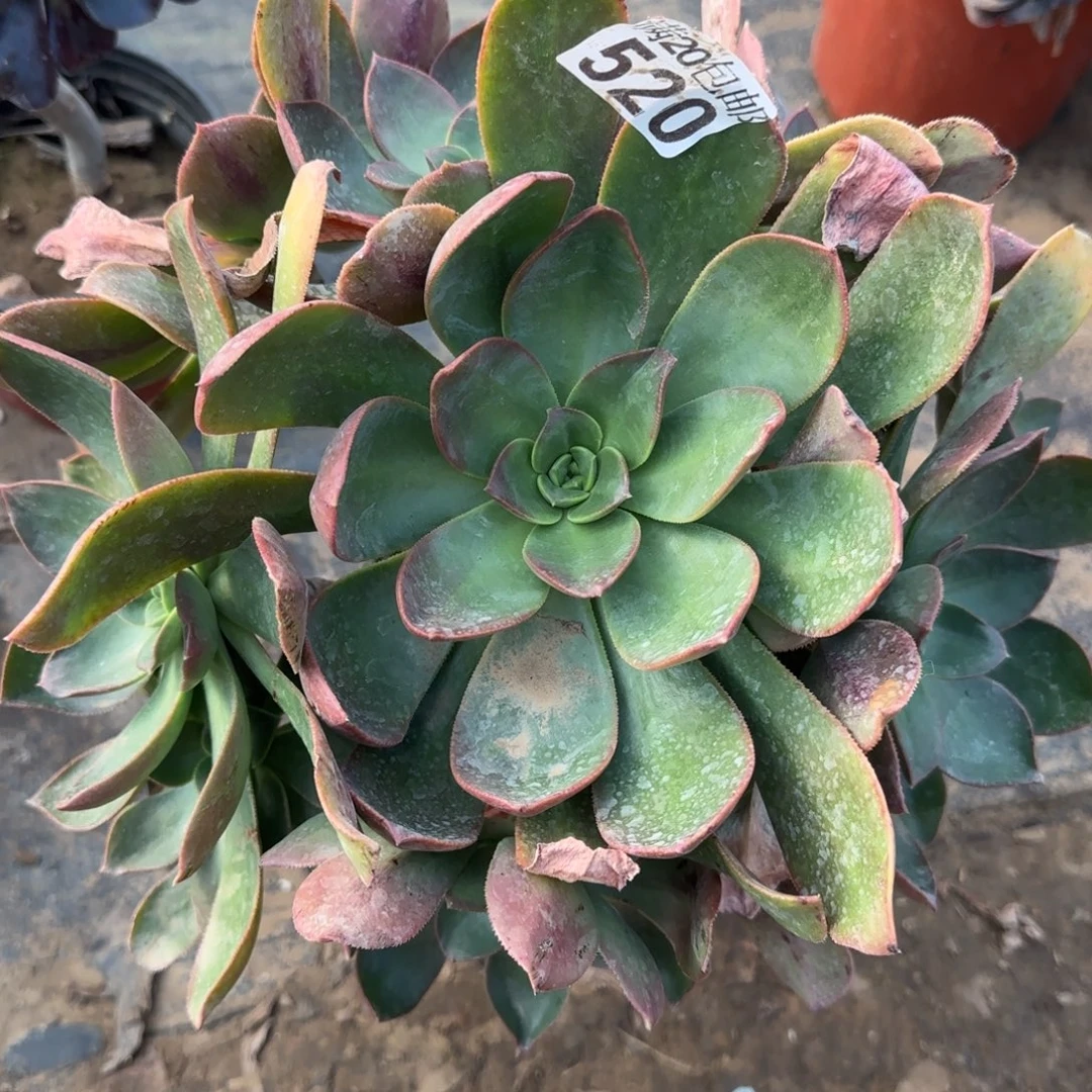 花前月下520满20包邮断枝不包